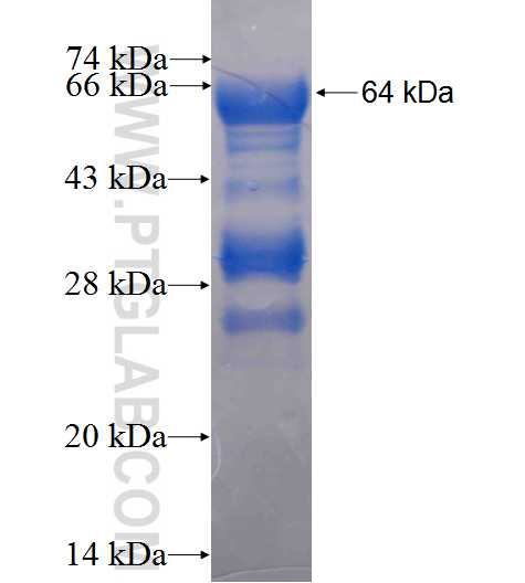 ZNF207 fusion protein Ag6564 SDS-PAGE