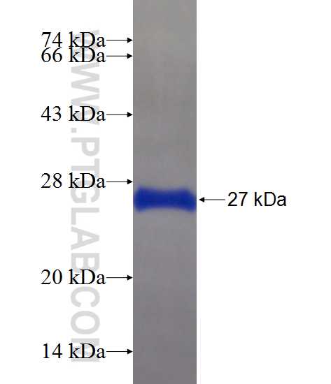 ZNF215 fusion protein Ag22026 SDS-PAGE