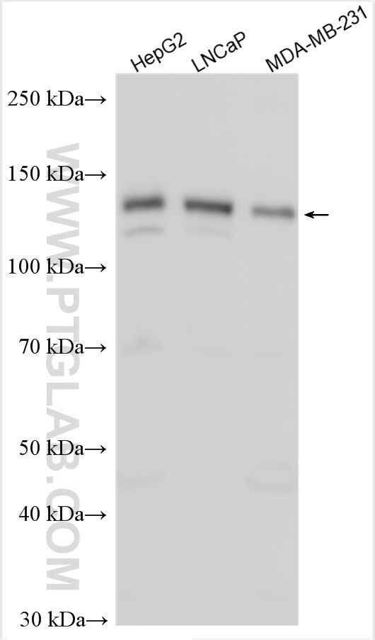 WB analysis using 24869-1-AP