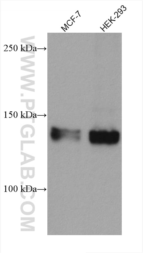 Western Blot (WB) analysis of various lysates using ZNF217 Monoclonal antibody (67730-1-Ig)