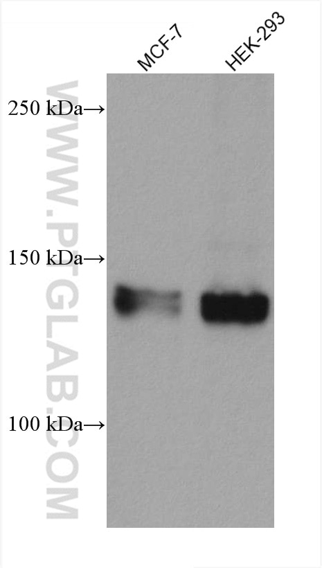 WB analysis using 67730-1-Ig