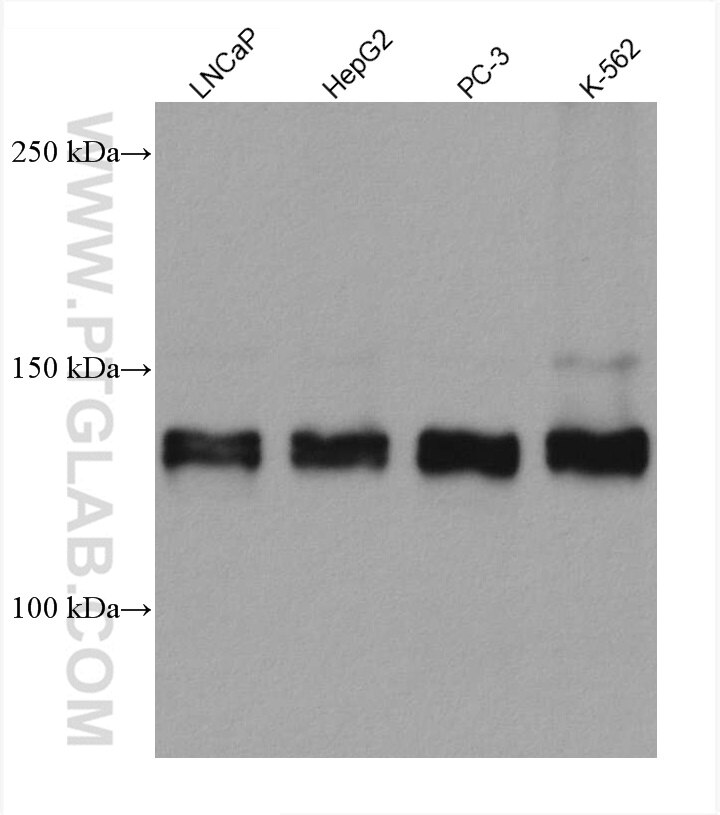 Western Blot (WB) analysis of various lysates using ZNF217 Monoclonal antibody (67730-1-Ig)