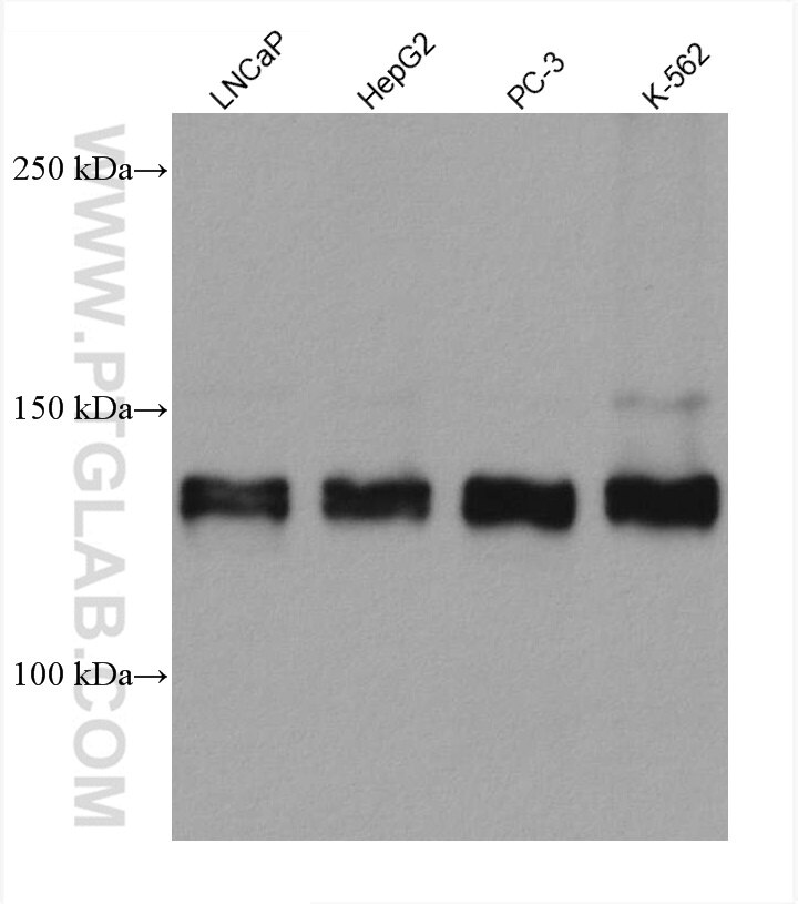 Western Blot (WB) analysis of various lysates using ZNF217 Monoclonal antibody (67730-1-Ig)