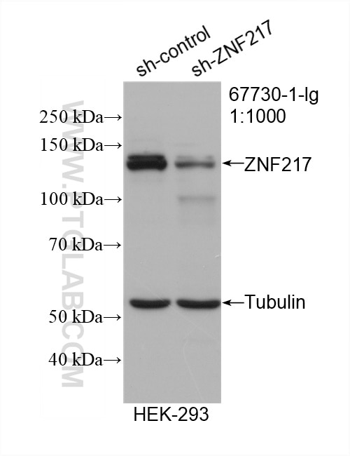 Western Blot (WB) analysis of HEK-293 cells using ZNF217 Monoclonal antibody (67730-1-Ig)