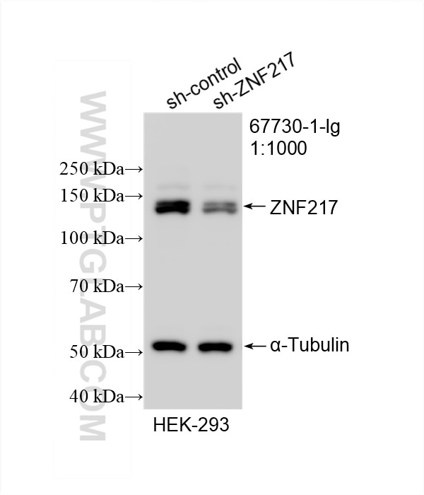 Western Blot (WB) analysis of HEK-293 cells using ZNF217 Monoclonal antibody (67730-1-Ig)