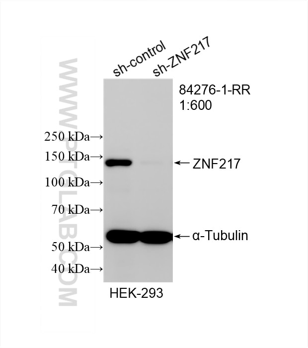 Western Blot (WB) analysis of HEK-293 cells using ZNF217 Recombinant antibody (84276-1-RR)