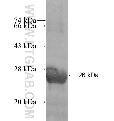 ZNF22 fusion protein Ag10833 SDS-PAGE