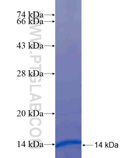 ZNF221 fusion protein Ag19692 SDS-PAGE