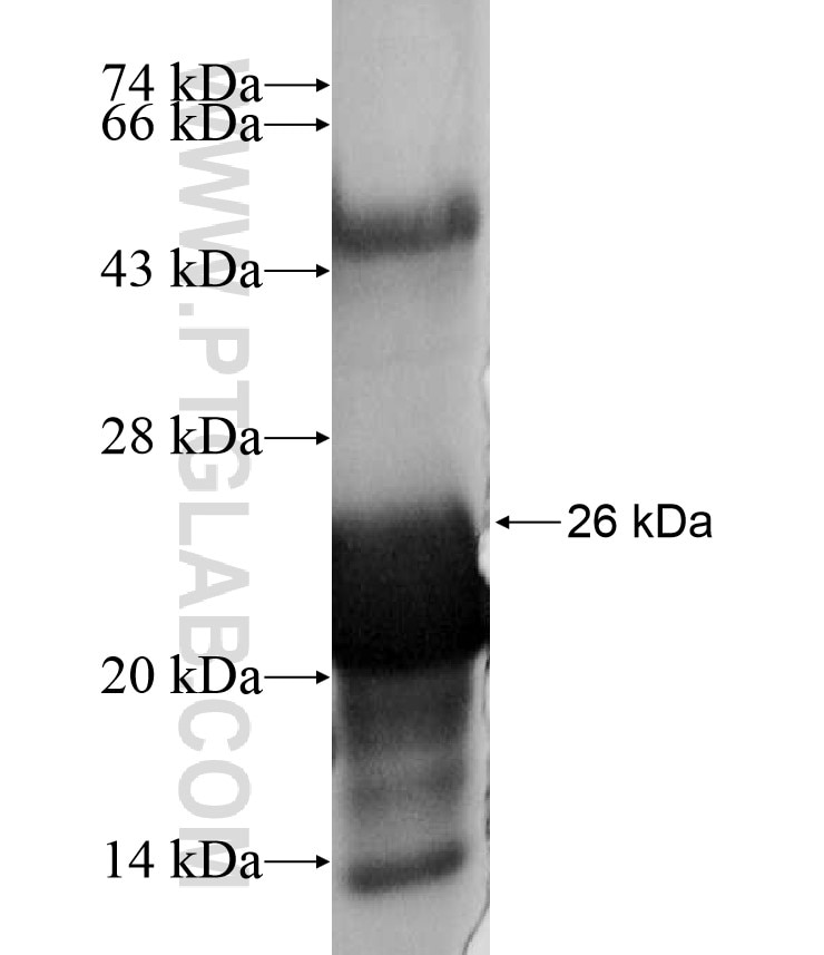 ZNF225 fusion protein Ag17217 SDS-PAGE