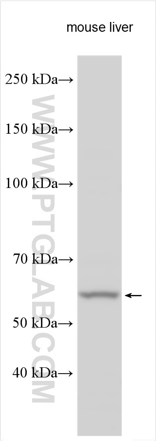 WB analysis using 21198-1-AP