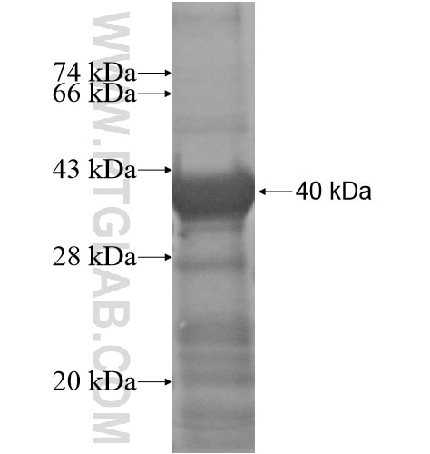 ZNF230 fusion protein Ag15551 SDS-PAGE