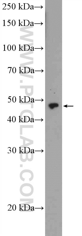 Western Blot (WB) analysis of PC-3 cells using ZNF232 Polyclonal antibody (21467-1-AP)