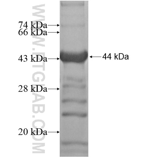 ZNF232 fusion protein Ag15105 SDS-PAGE