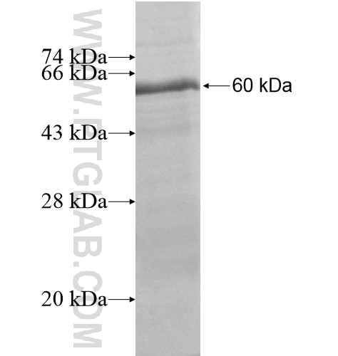 ZNF234 fusion protein Ag15649 SDS-PAGE