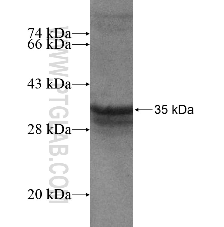 ZNF235 fusion protein Ag13866 SDS-PAGE