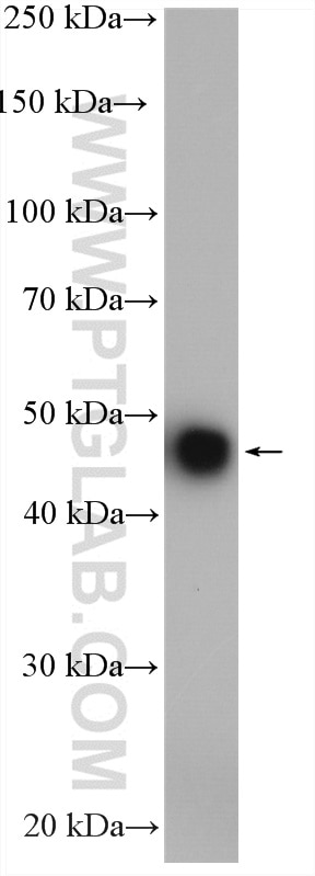 Western Blot (WB) analysis of mouse heart tissue using ZNF238/ZBTB18 Polyclonal antibody (12714-1-AP)