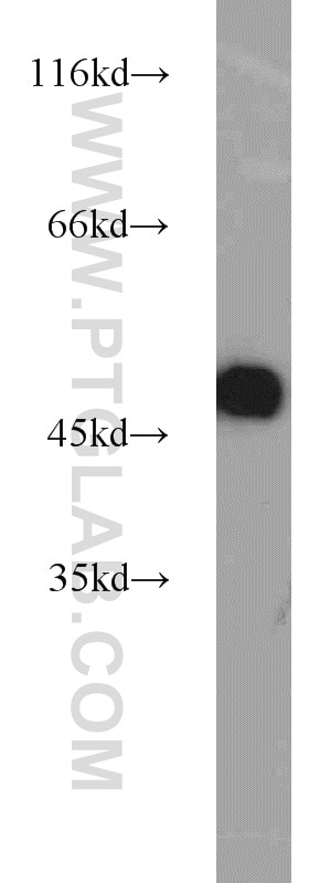 Western Blot (WB) analysis of mouse kidney tissue using ZNF238 Polyclonal antibody (12714-1-AP)