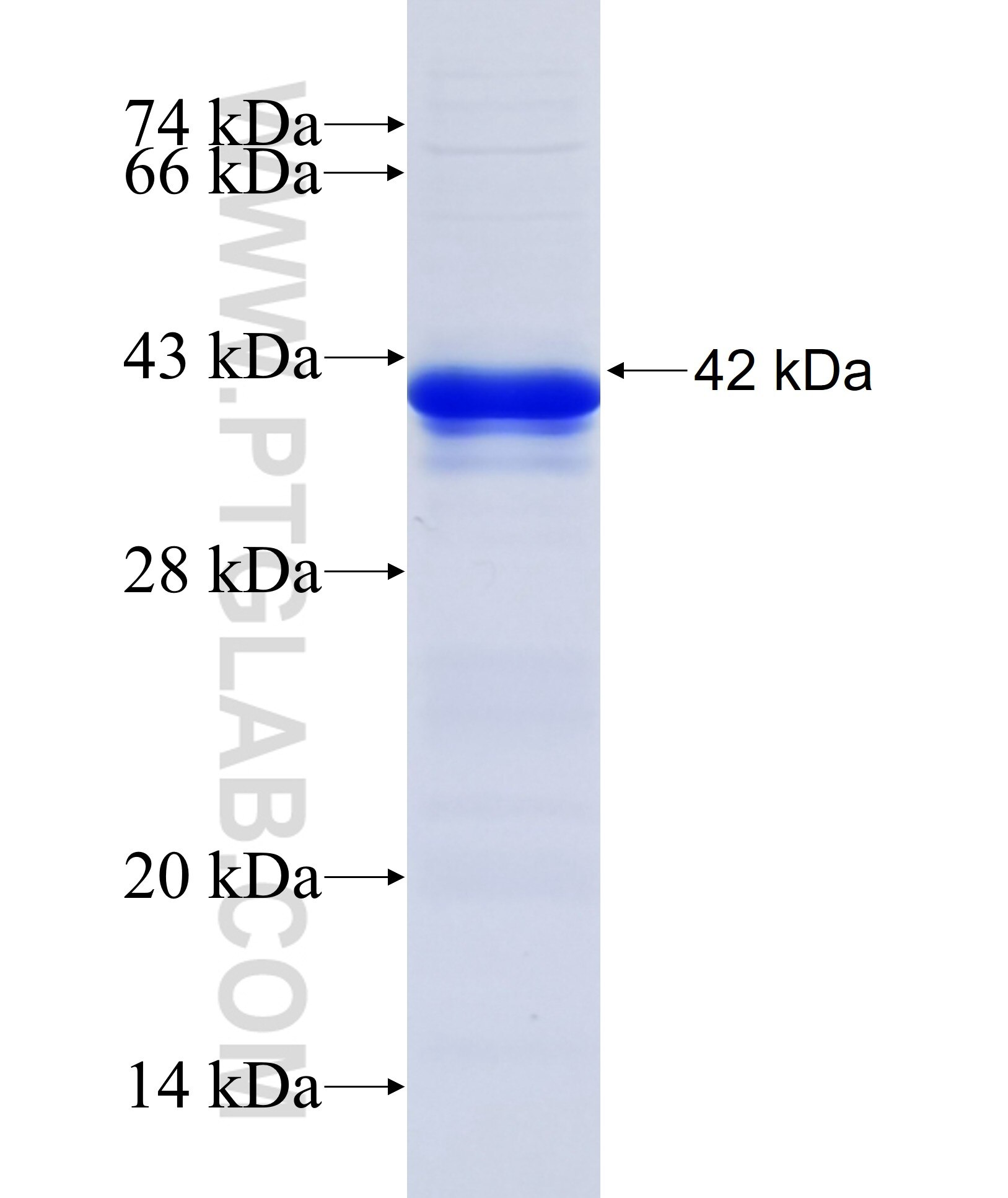 ZNF238 fusion protein Ag33690 SDS-PAGE