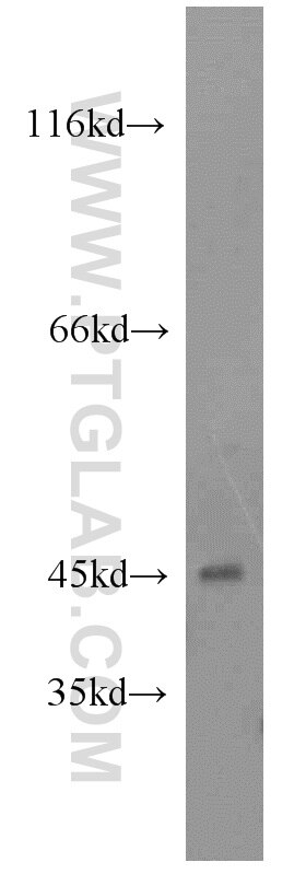 ZNF24