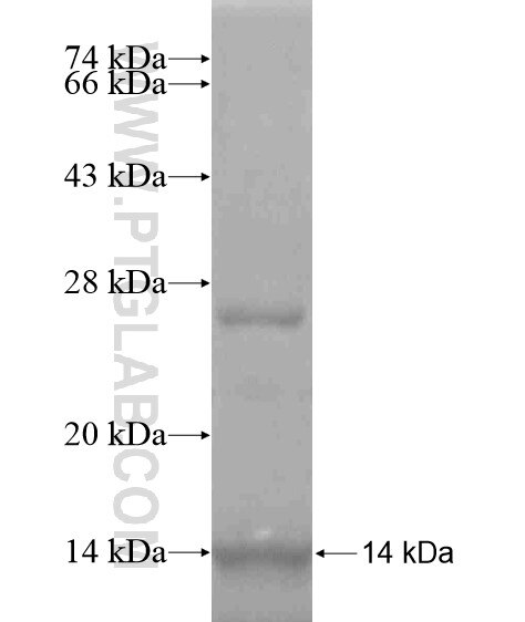 ZNF253 fusion protein Ag18863 SDS-PAGE