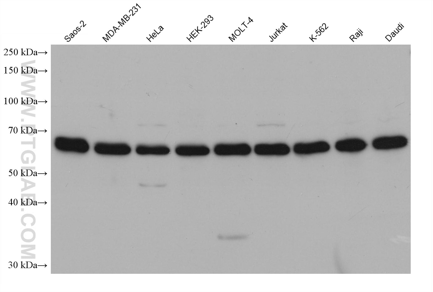 Western Blot (WB) analysis of various lysates using ZNF266 Monoclonal antibody (68347-1-Ig)