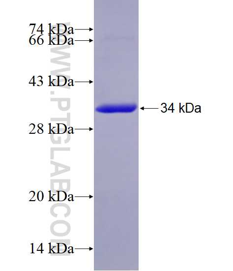 ZNF266 fusion protein Ag28987 SDS-PAGE
