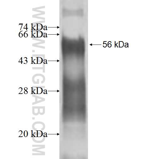 ZNF266 fusion protein Ag1933 SDS-PAGE
