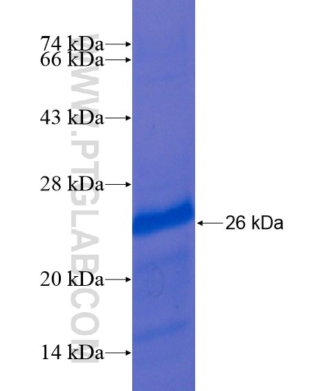 ZNF271 fusion protein Ag20727 SDS-PAGE