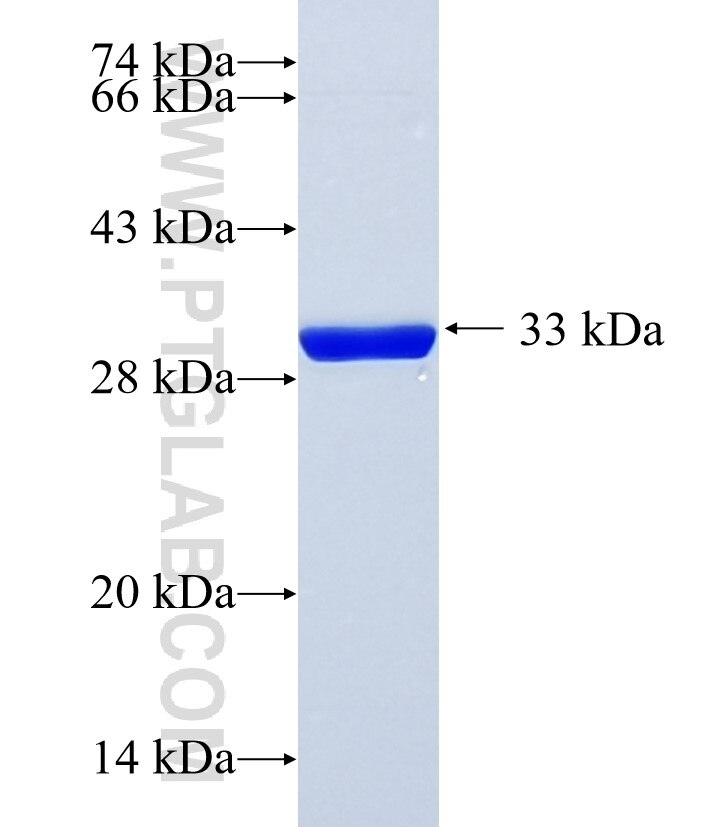 ZNF280A fusion protein Ag35942 SDS-PAGE