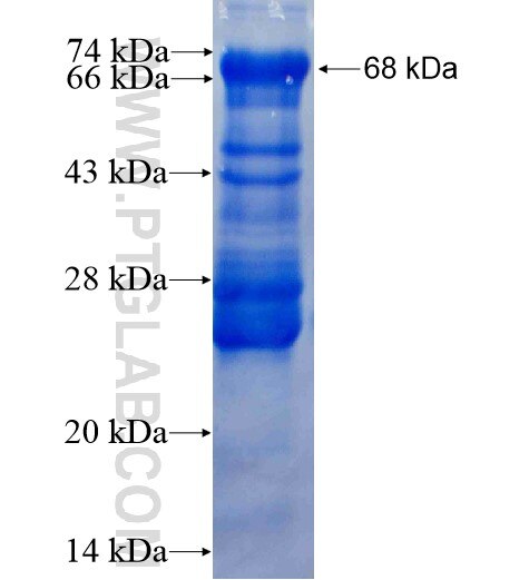 ZNF295 fusion protein Ag14012 SDS-PAGE