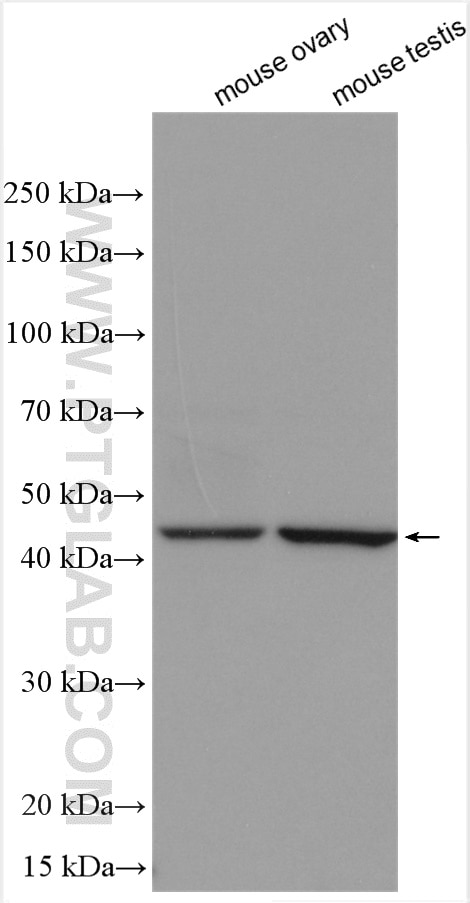 Western Blot (WB) analysis of various lysates using ZNF3 Polyclonal antibody (16950-1-AP)