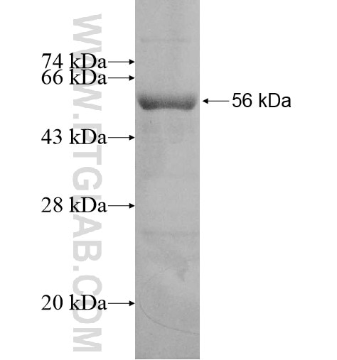 ZNF3 fusion protein Ag10578 SDS-PAGE