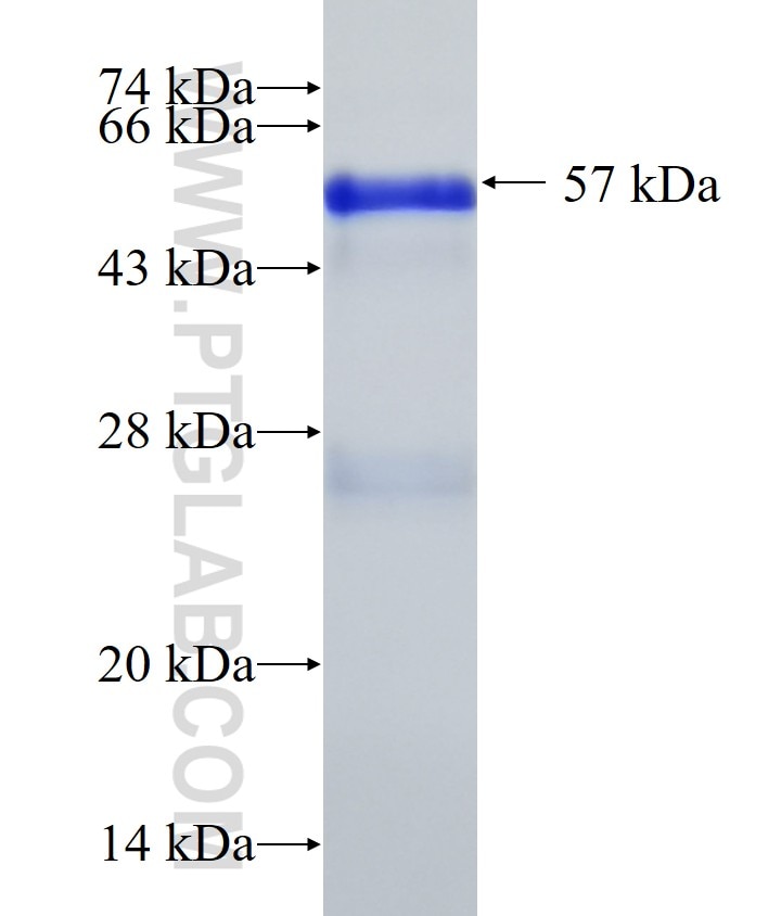 ZNF3 fusion protein Ag10578 SDS-PAGE