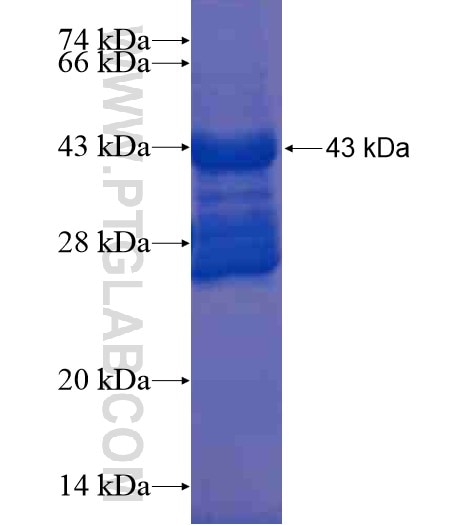 ZNF30 fusion protein Ag20090 SDS-PAGE