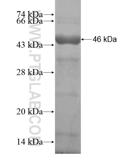 ZNF311 fusion protein Ag19624 SDS-PAGE