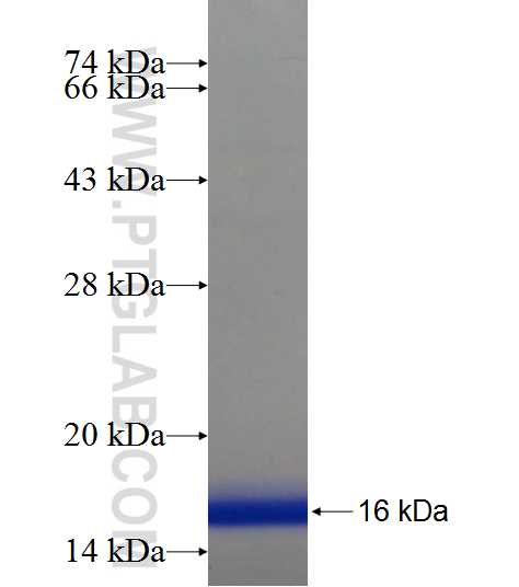 ZNF320 fusion protein Ag21688 SDS-PAGE