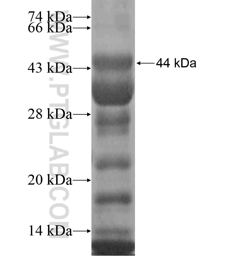 ZNF326 fusion protein Ag18422 SDS-PAGE