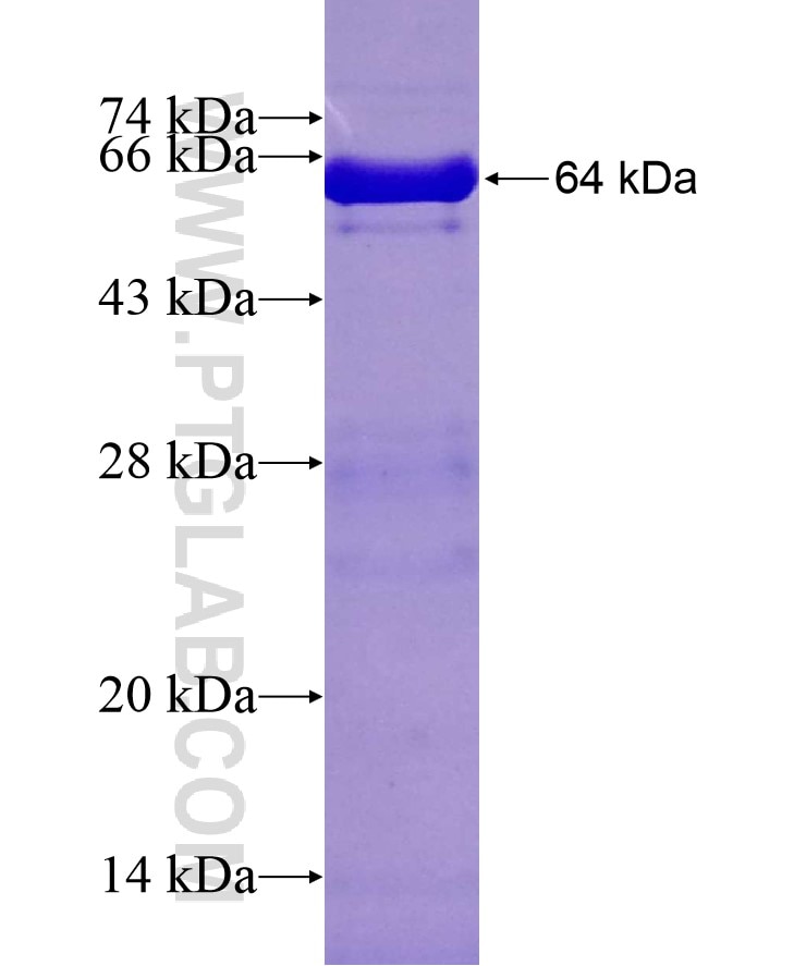 ZNF326 fusion protein Ag18433 SDS-PAGE