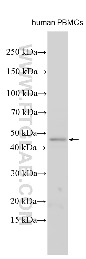 Western Blot (WB) analysis of various lysates using ZNF334 Polyclonal antibody (33567-1-AP)