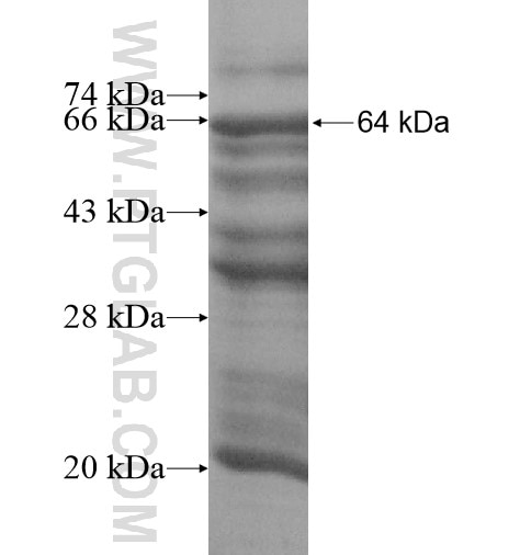 ZNF34 fusion protein Ag14346 SDS-PAGE