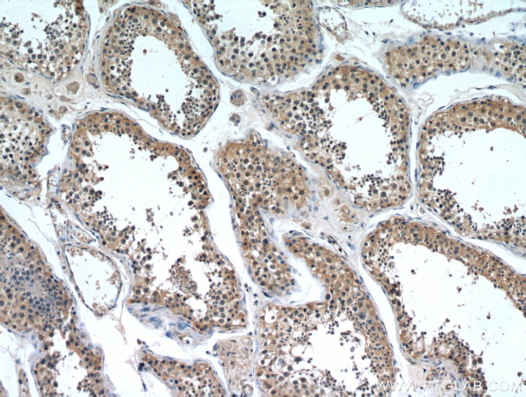 Immunohistochemistry (IHC) staining of human testis tissue using ZNF346 Polyclonal antibody (20794-1-AP)