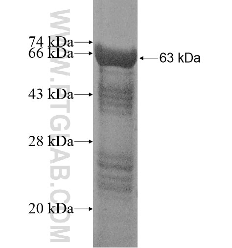 ZNF346 fusion protein Ag14585 SDS-PAGE