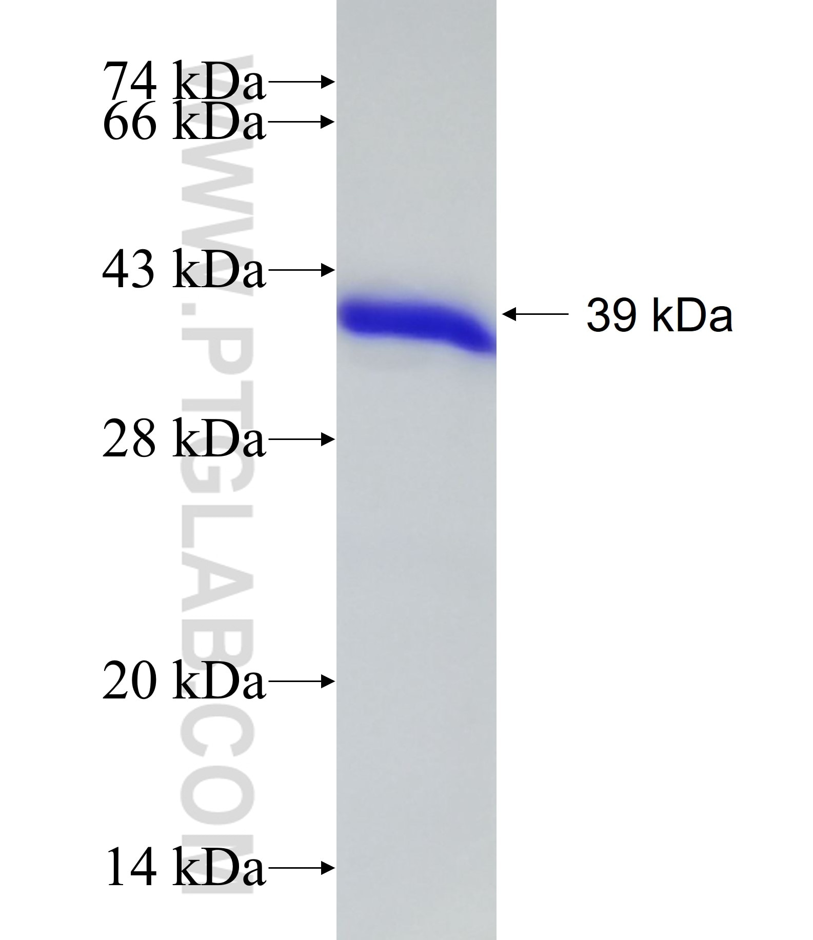 ZNF346 fusion protein Ag15169 SDS-PAGE