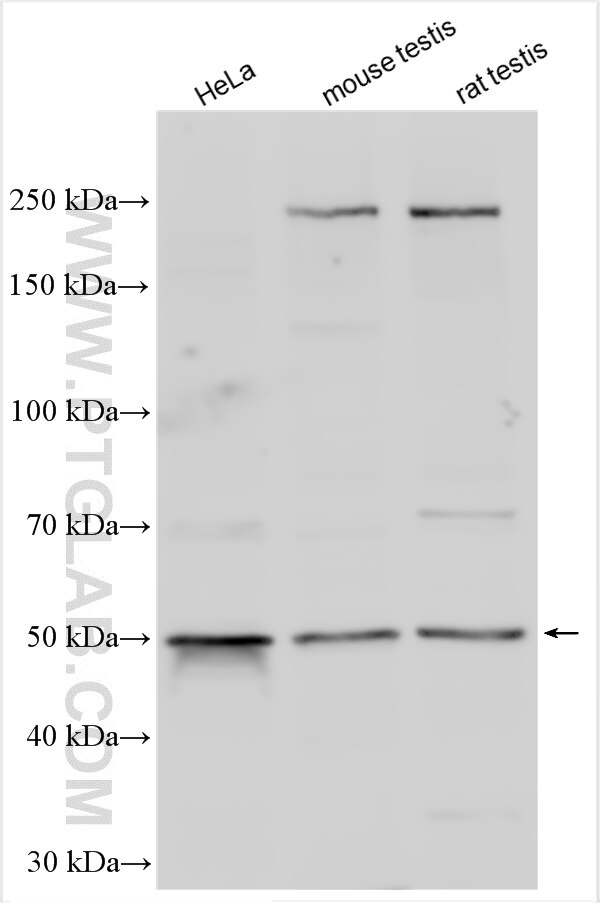Western Blot (WB) analysis of various lysates using ZNF35 Polyclonal antibody (16935-1-AP)