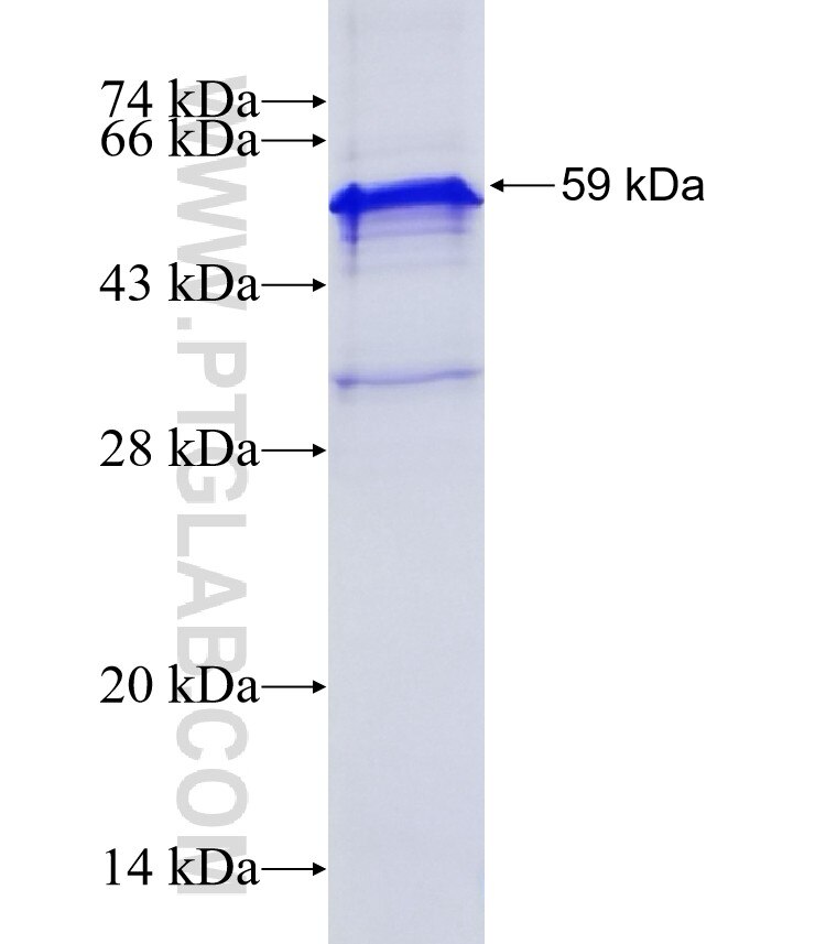 ZNF354A fusion protein Ag5142 SDS-PAGE