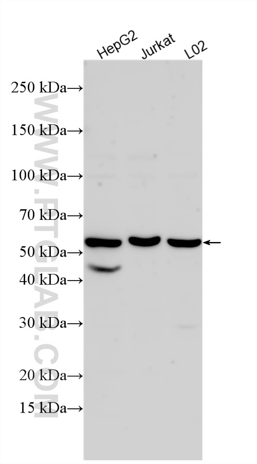 WB analysis using 33051-1-AP Western Blot (WB) analysis of various lysates using ZNF365 Polyclonal antibody (33051-1-AP)