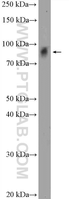Western Blot (WB) analysis of mouse heart tissue using ZNF366 Polyclonal antibody (24340-1-AP)