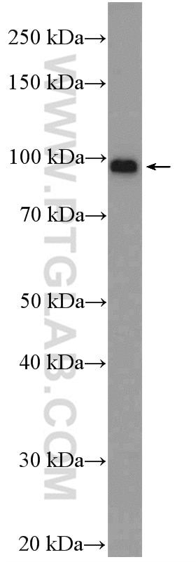 Western Blot (WB) analysis of mouse skeletal muscle tissue using ZNF366 Polyclonal antibody (24340-1-AP)