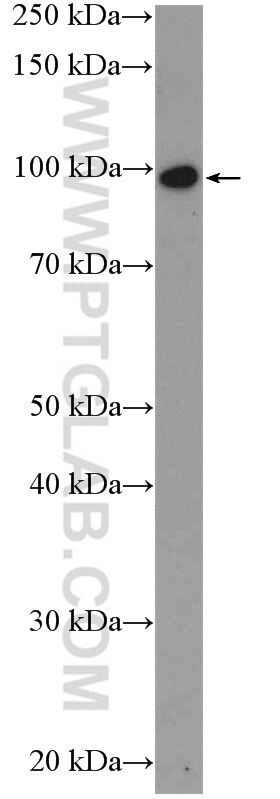 Western Blot (WB) analysis of mouse heart tissue using ZNF366 Polyclonal antibody (24340-1-AP)