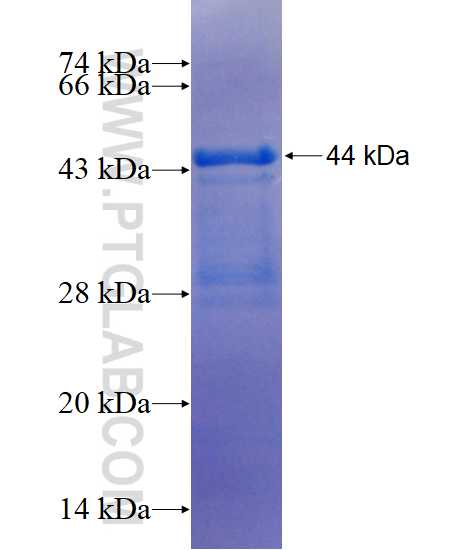 ZNF367 fusion protein Ag23263 SDS-PAGE